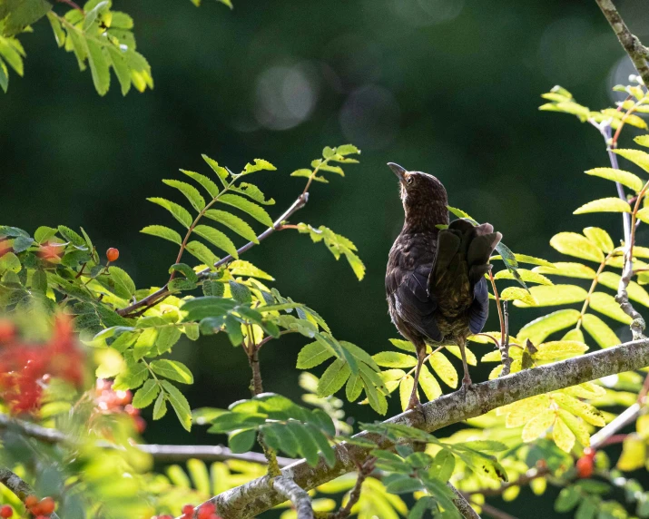 a bird perched in the nches of a tree