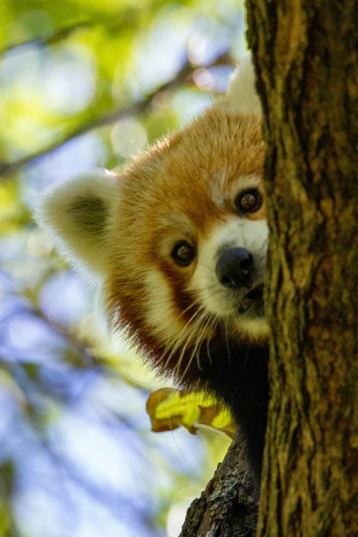 a small red panda is peeking out from behind a tree