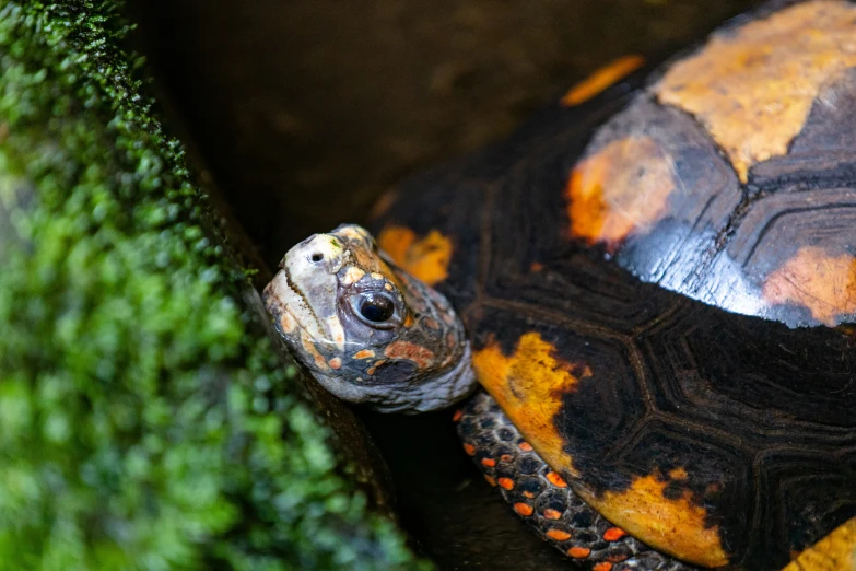 a large turtle standing on top of a moss covered rock