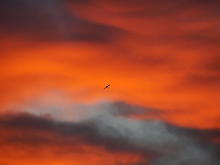 a black bird flying against an orange sky