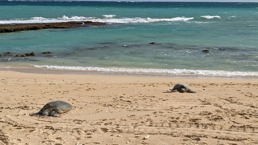 two turtle's and a turtle on the beach on a sunny day