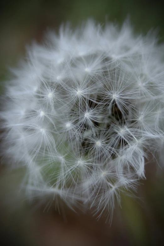 a very close up of a dandelion with a dark background