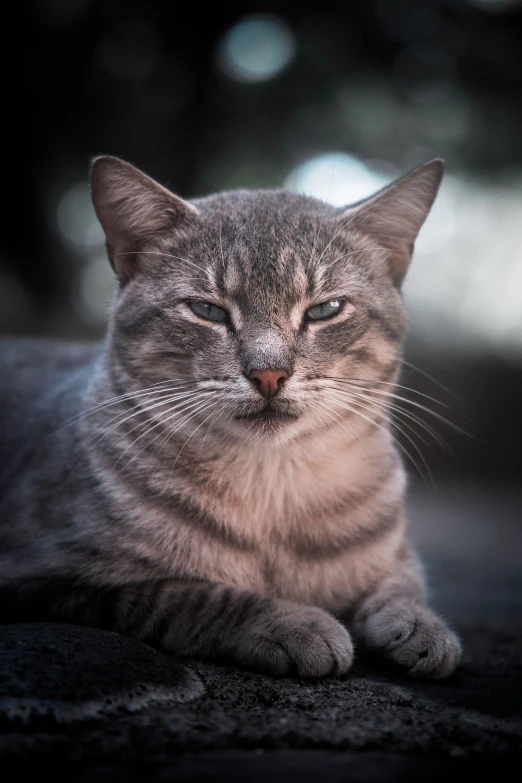 a close - up view of a grey cat looking away