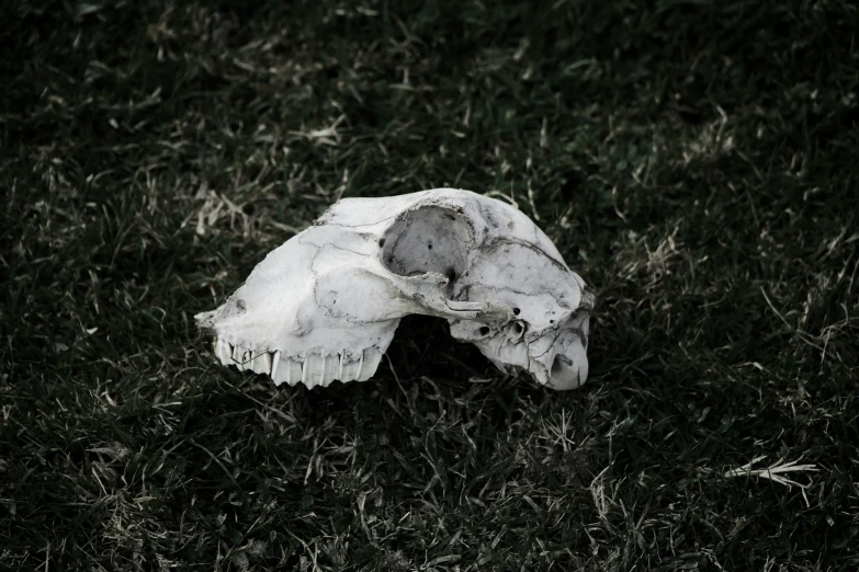 an animal skull is in the grass, without any head