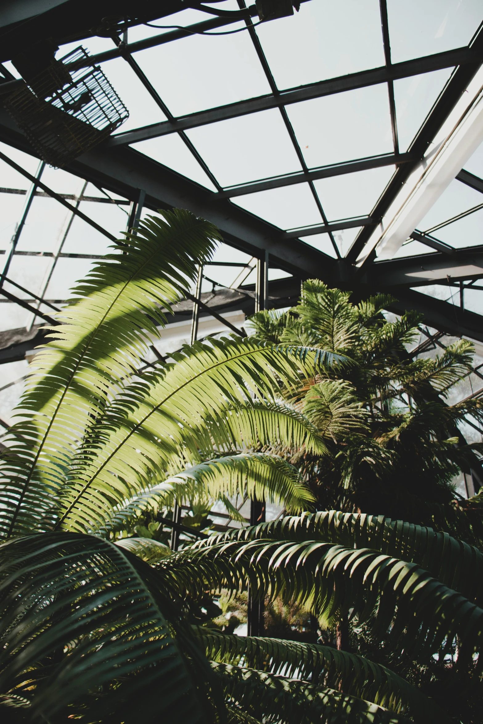 a plant in a large greenhouse that has many plants inside