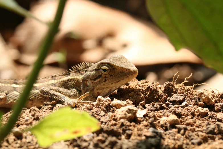 small lizard sitting in the dirt and looking forward