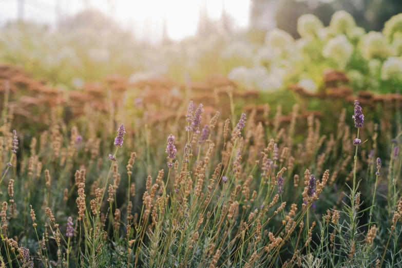 an outdoor view of a field of flowers