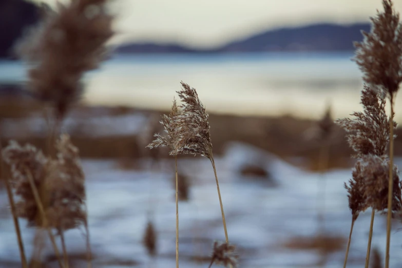 several plants and snow covered ground near a body of water