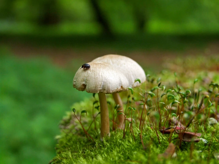 small white mushrooms and grass grow in the forest