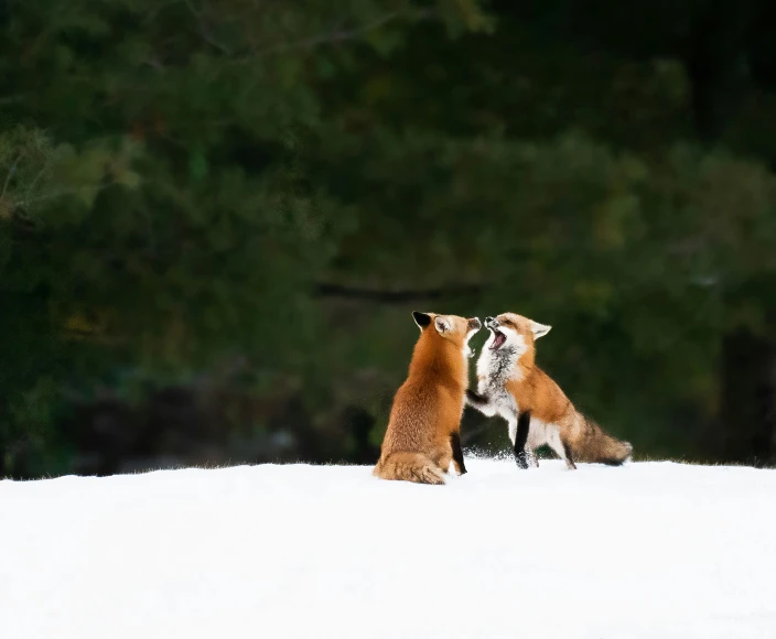 two foxes in the snow touching each other