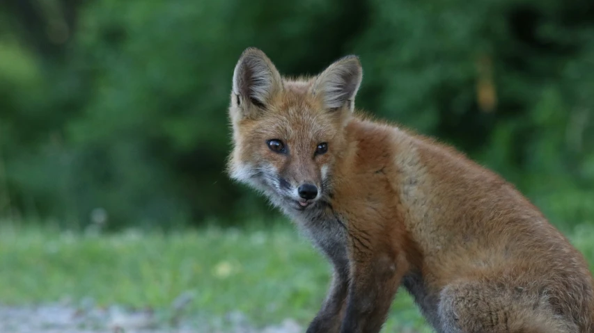 a small fox staring straight ahead in the woods