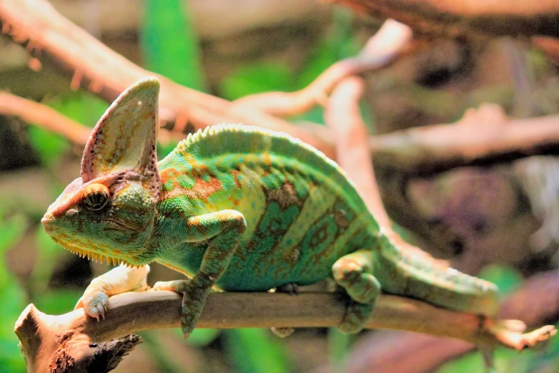 a green and brown chamelon perched on a nch