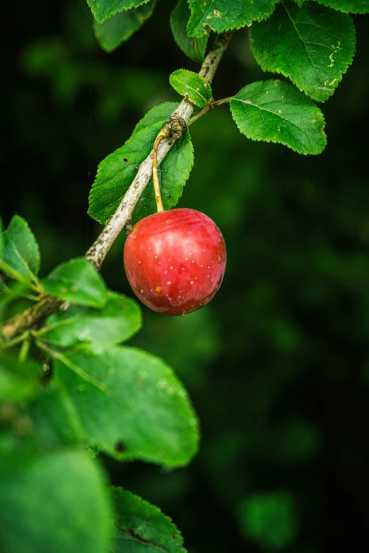 a small red berry hangs on a green nch