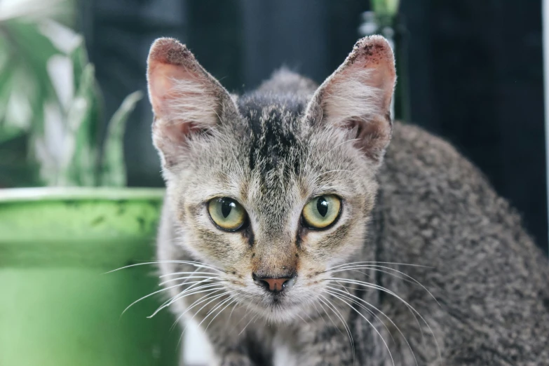 a cat is looking into the camera and is sitting on a table