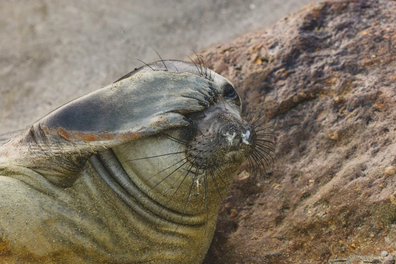 a fur seal rests on a rock outside