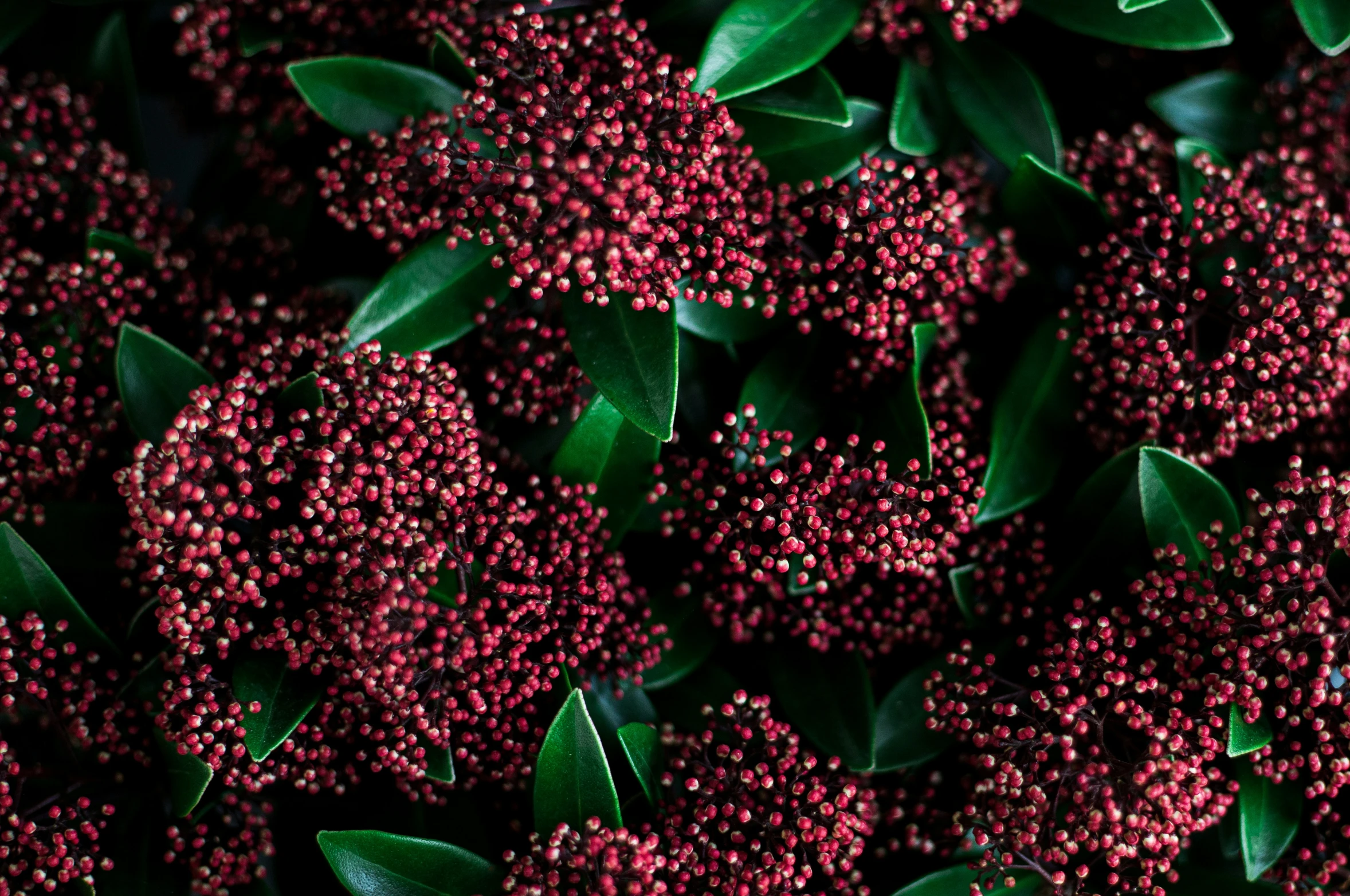 red berries are all grouped together for a picture