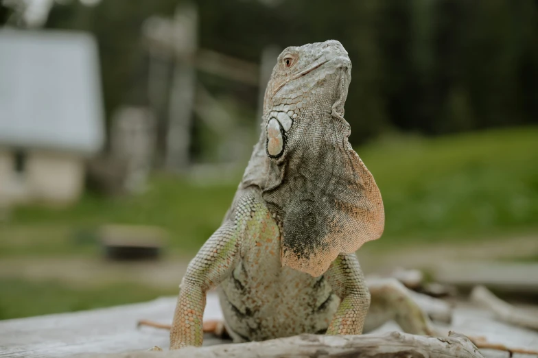 an iguana on top of some rocks