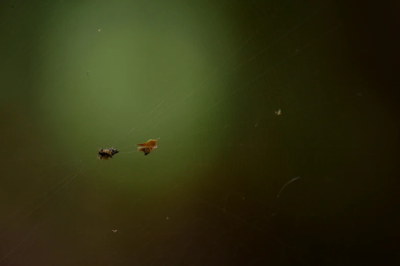 two bugs in front of a green background