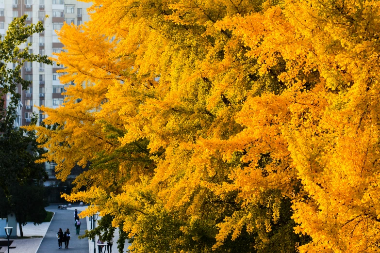 a grove of trees is covered in yellow leaves