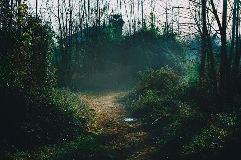 a path through the woods leading to another place