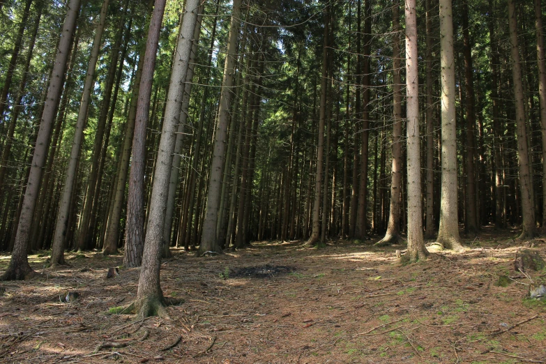 a group of tall trees in the woods near a stone