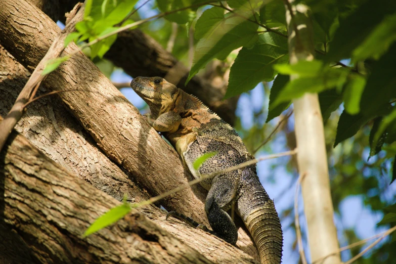 the lizard is climbing up a tree and hiding in it's enclosure