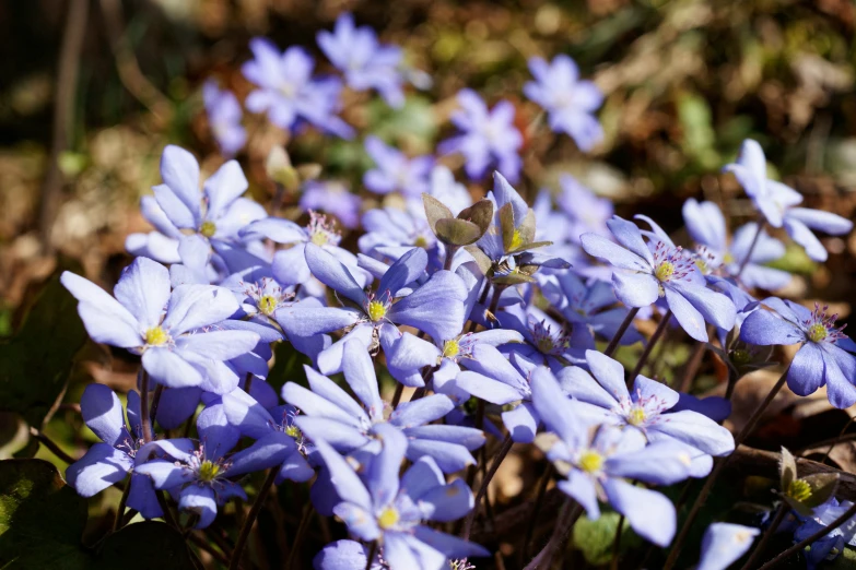 a group of blue flowers with tiny leaves in a field