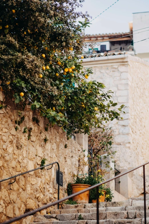 a stone building with steps and tree and plant on the other side