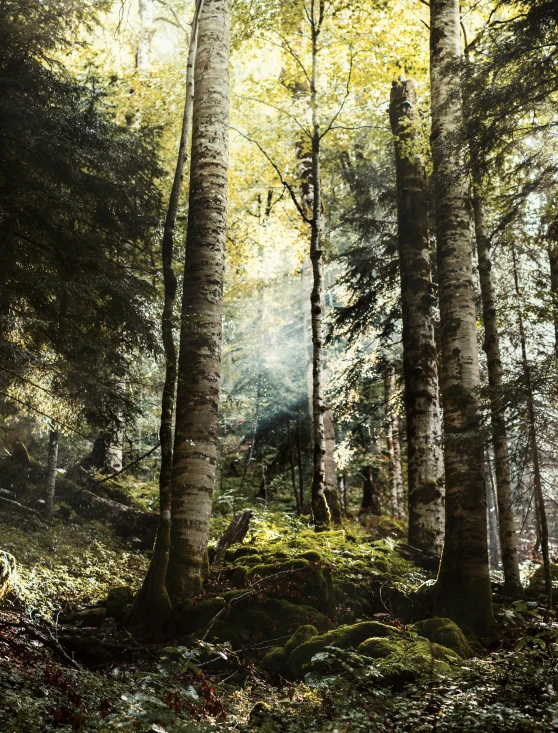 a forest filled with lots of tall trees and some moss