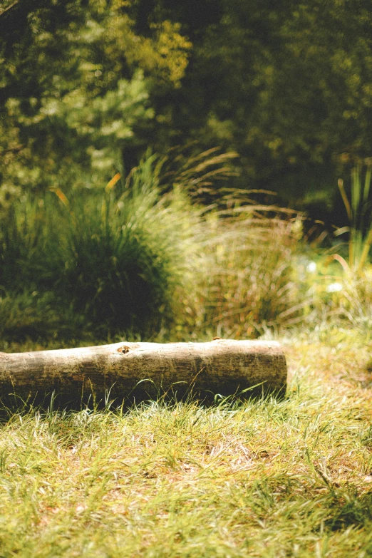 an old log in the middle of a grassy field