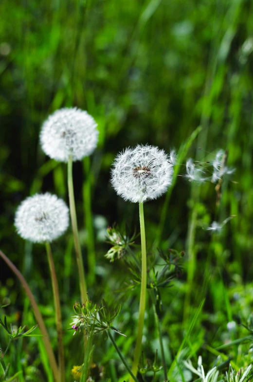 some white dandelions sitting in the middle of the grass