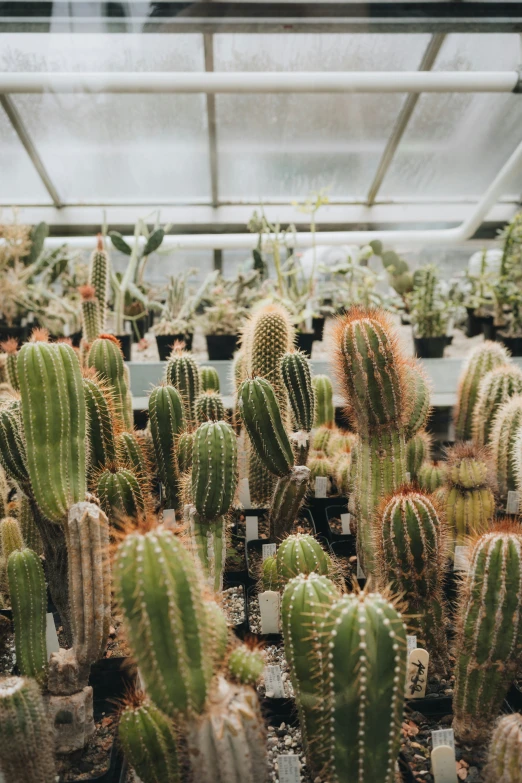 several cacti and plants in a greenhouse