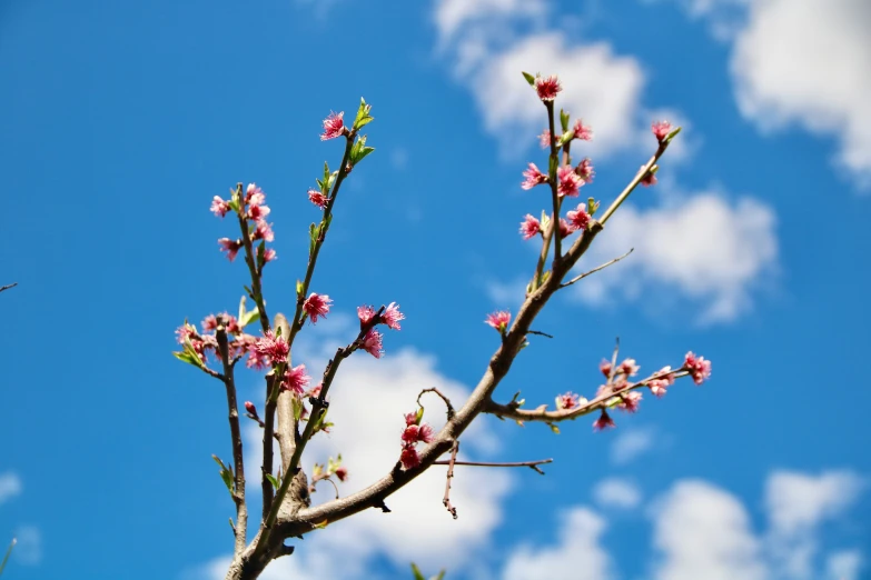 the nches of flowering trees are in bloom