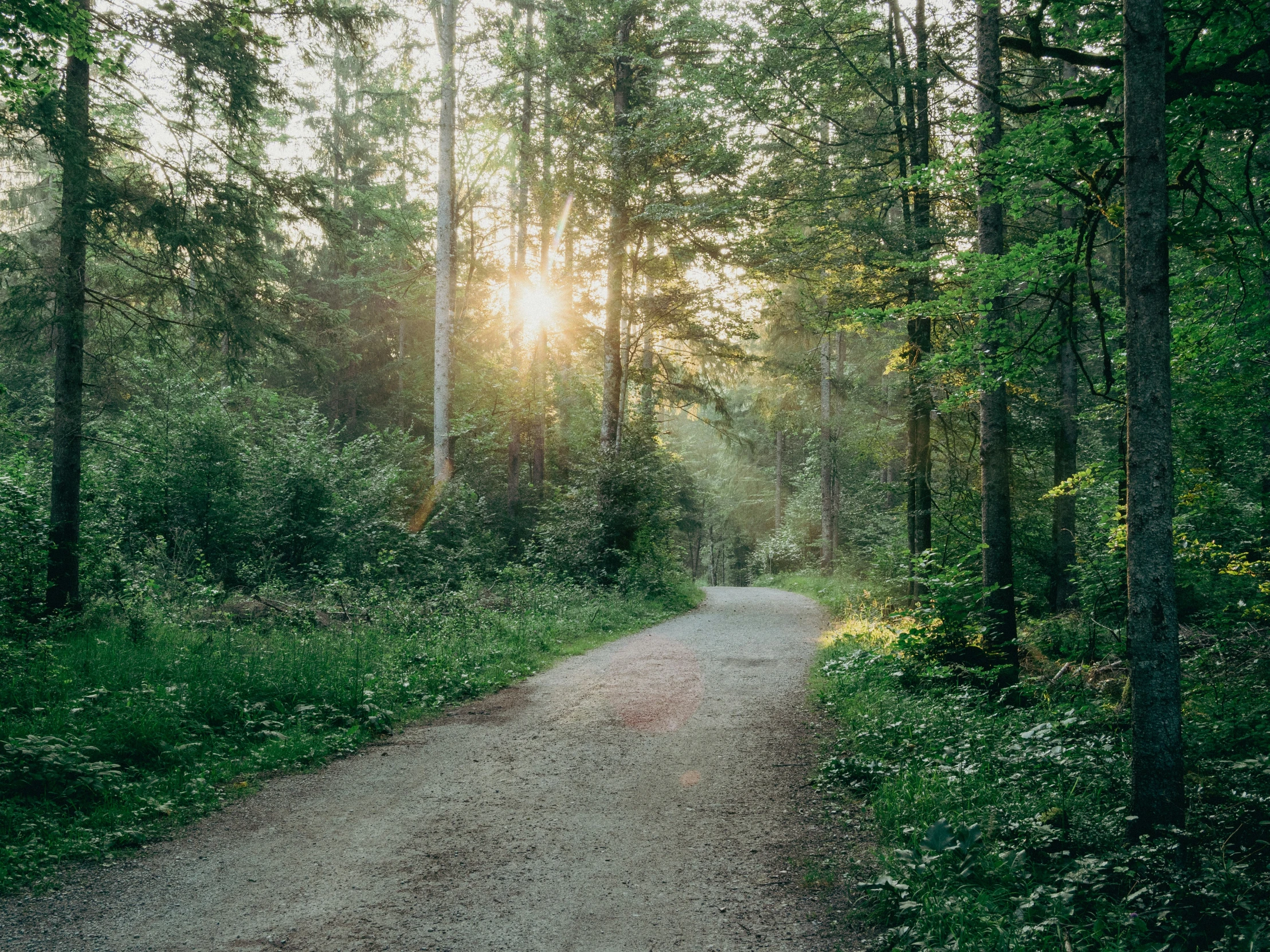 a trail through a forest with a path leading to the sun peeking through