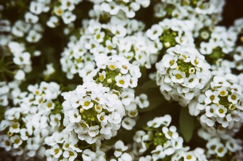 white flowers with green centers are seen from overhead