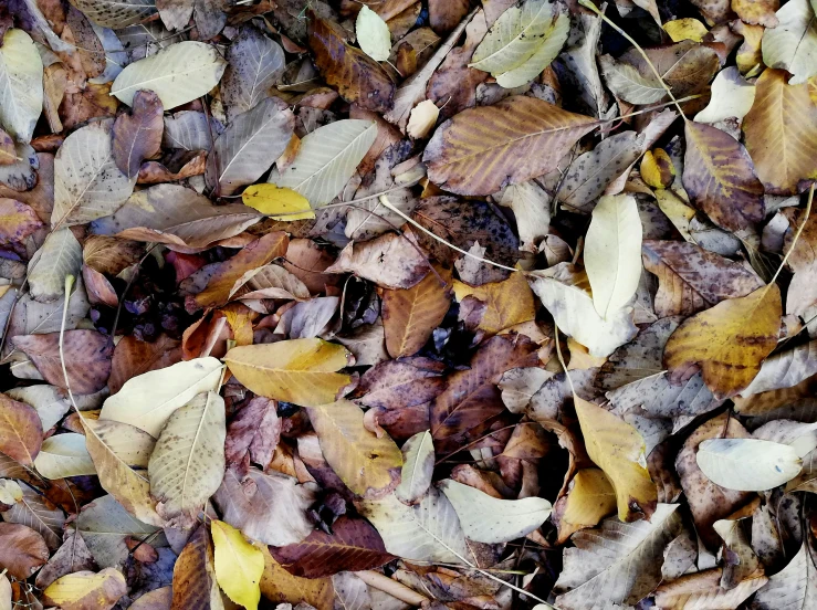closeup of leaves with brown and yellow tones