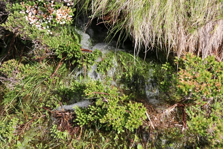 a grassy area with a stream in the center