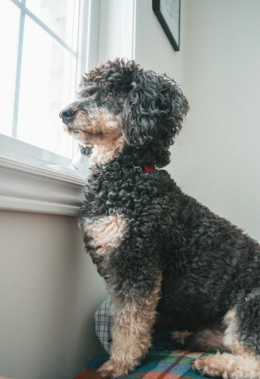 a black dog with brown ears sitting in front of a window