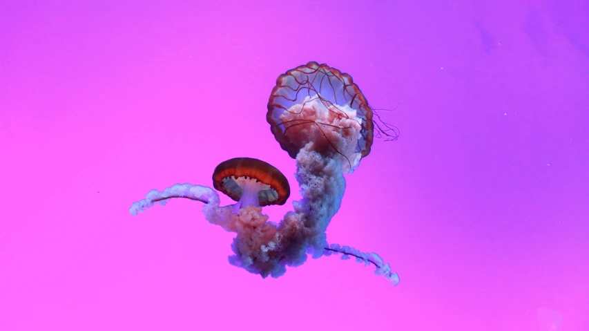 a pink and red jellyfish floating in the ocean