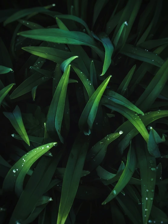 water droplets on green leaves and stems