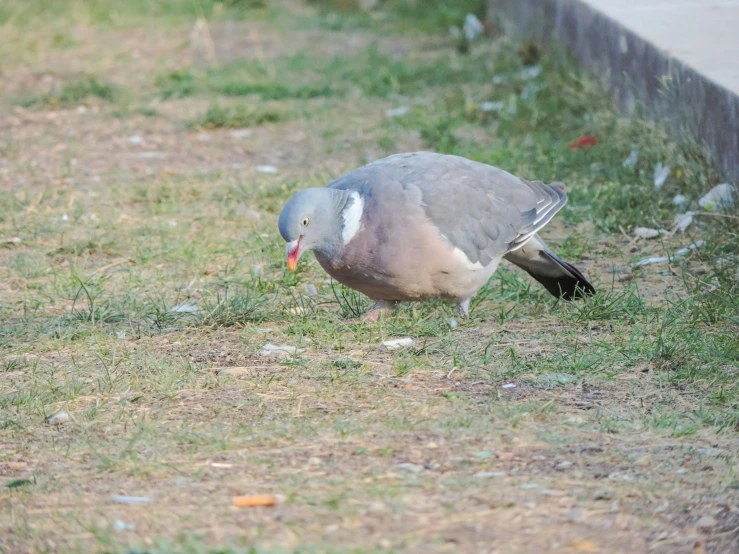 a bird that is on the ground in the grass