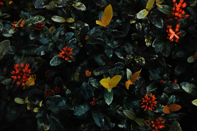 a group of erflies flying around among leaves