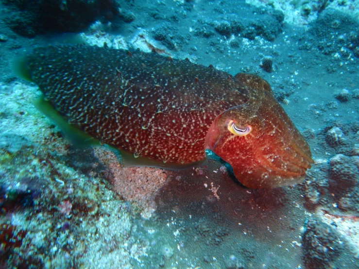 the deep sea squid is red with white stripes