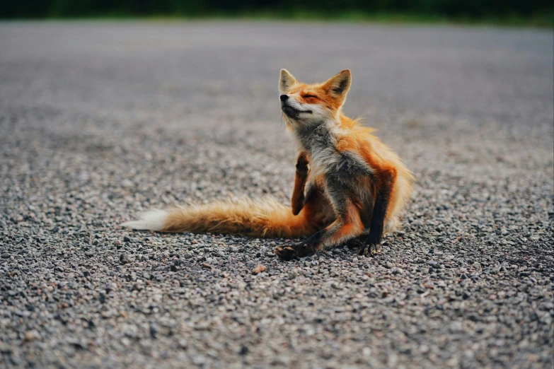 a close up of a fox sitting in the middle of gravel