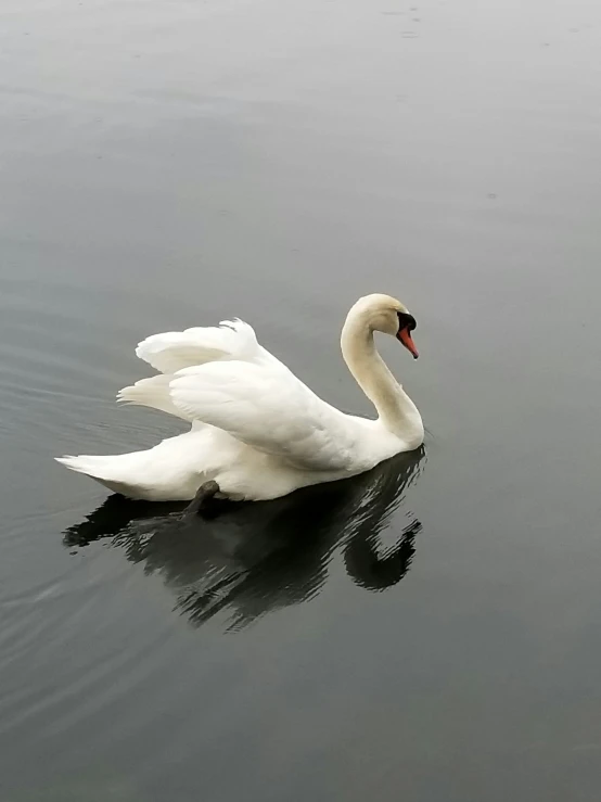 a white swan floating on top of a body of water