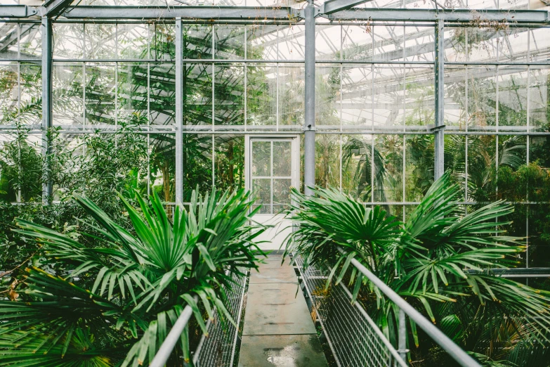 there are two palm trees and two glass greenhouses