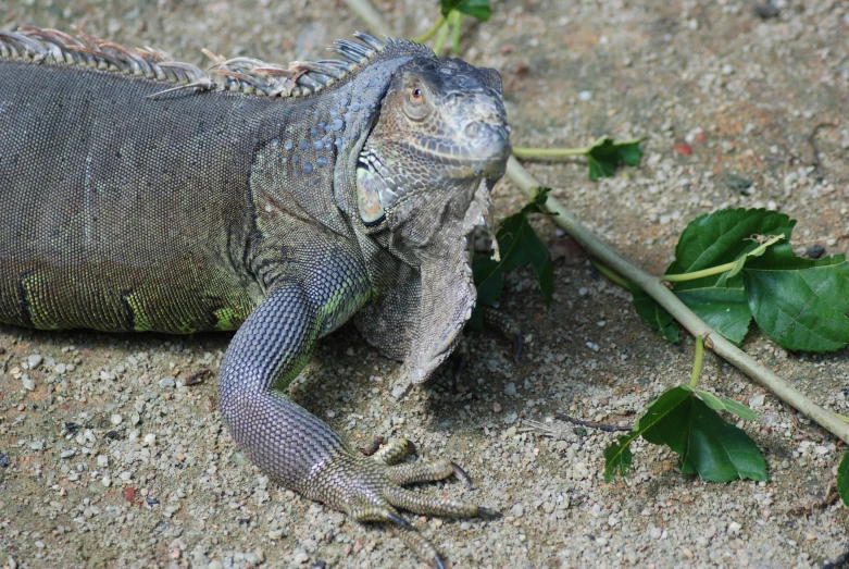 an iguana on a sandy area next to green leaves