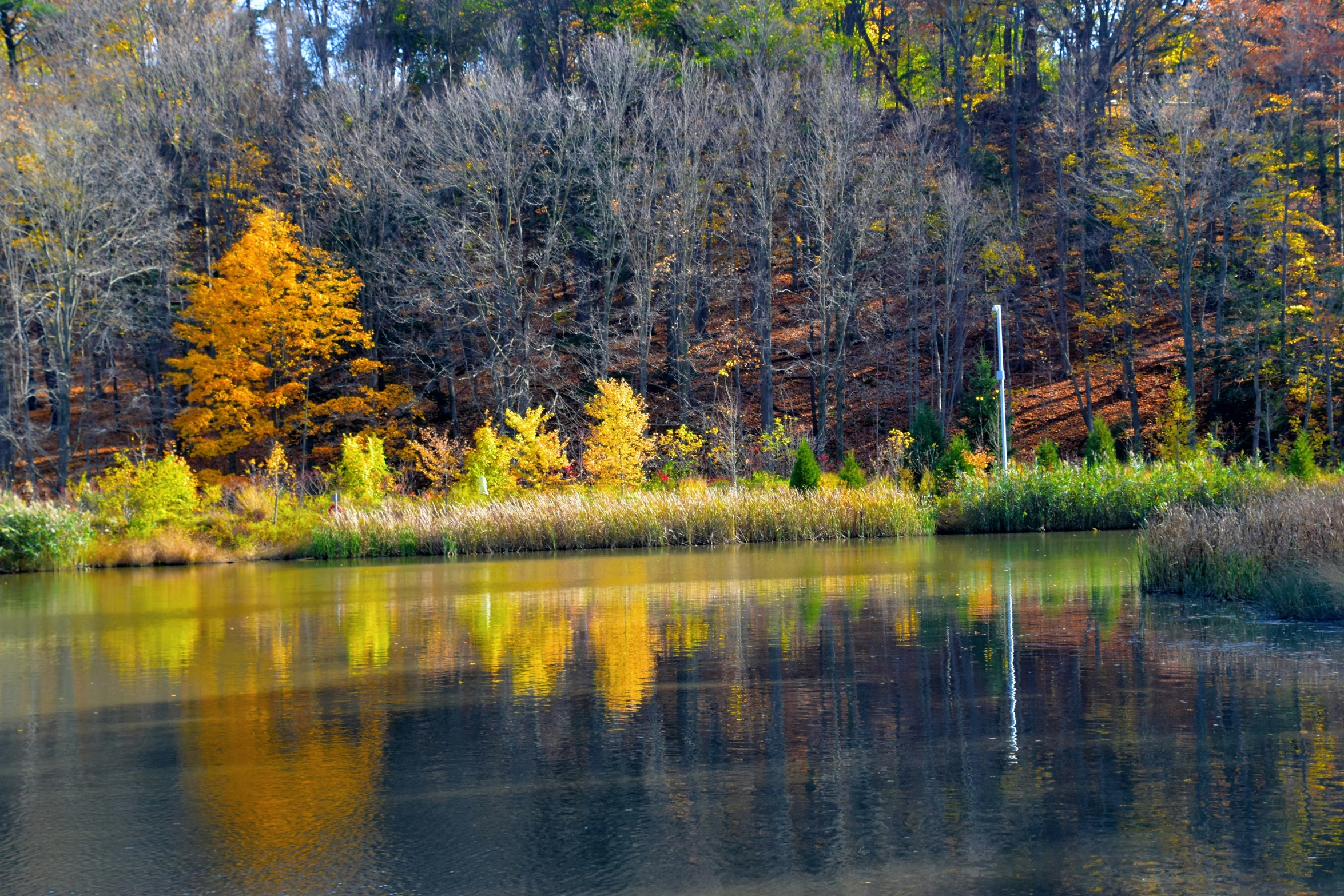 a small lake surrounded by lots of colorful trees