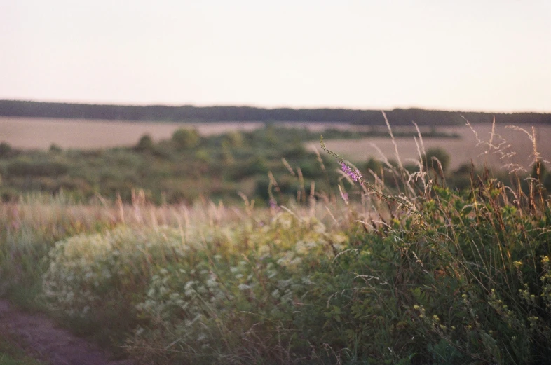 the field has weeds in it and grass grows on both sides