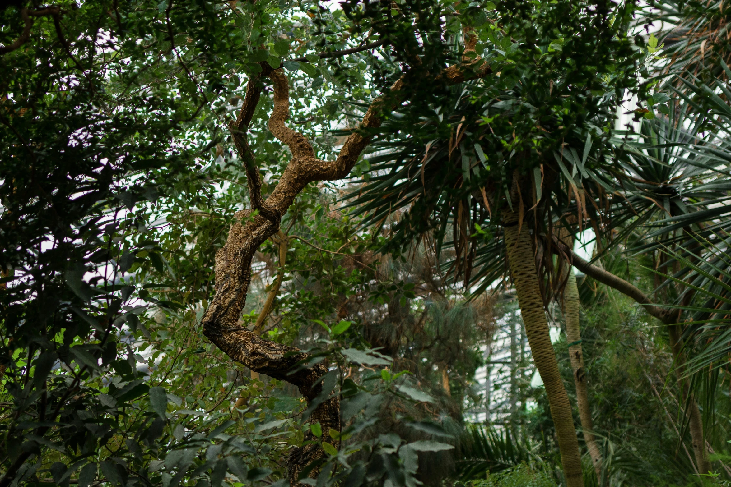 a tall tree sitting between two trees surrounded by foliage